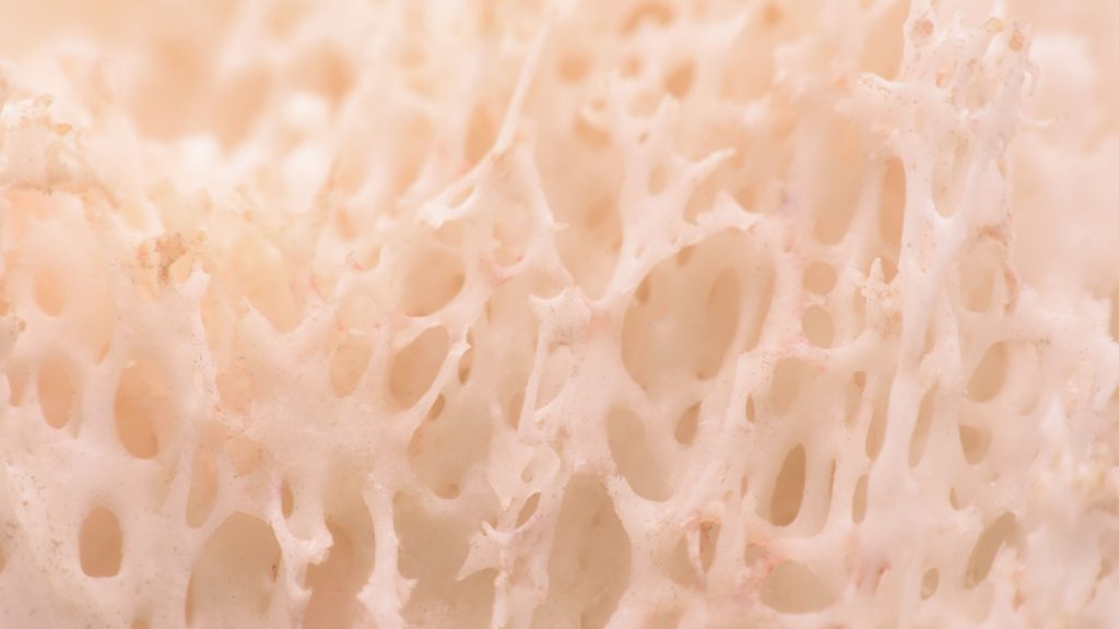 Close-up of a bone showing holes or structures within the bone