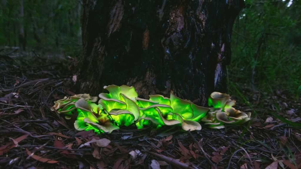 Bioluminescent Fungi