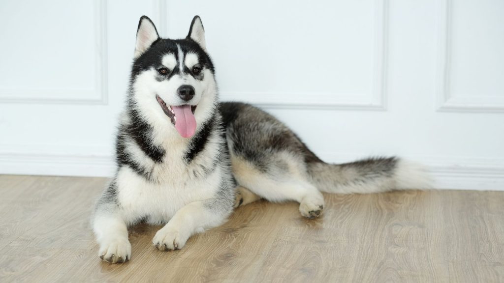 a cute husky dog lying on the floor