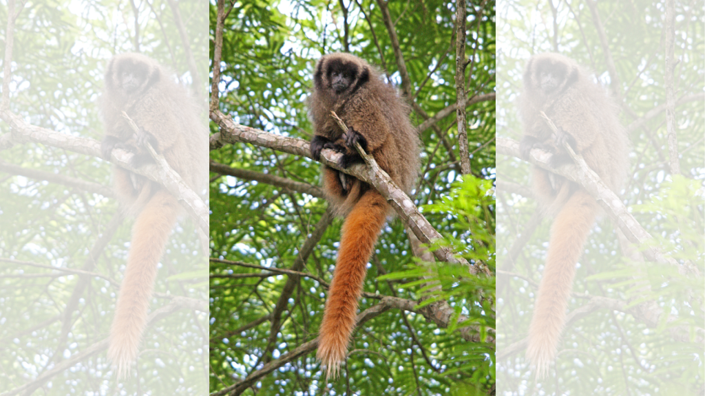 Firetailed Titi Monkey