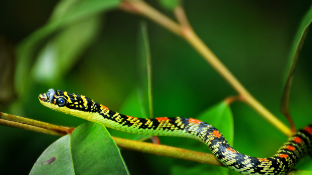 Chrysopelea ornata, flying snake