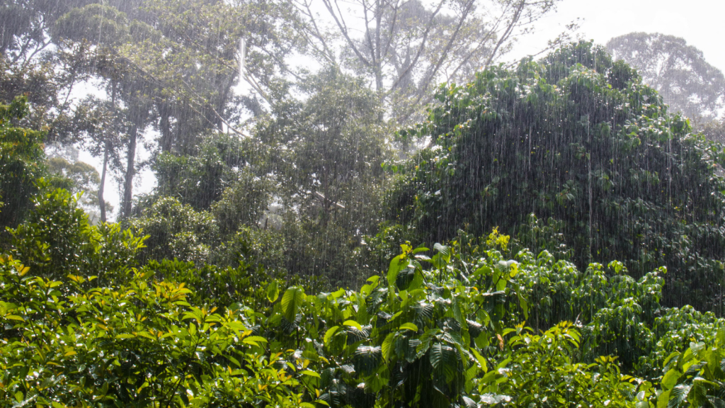 rain in the rainforest