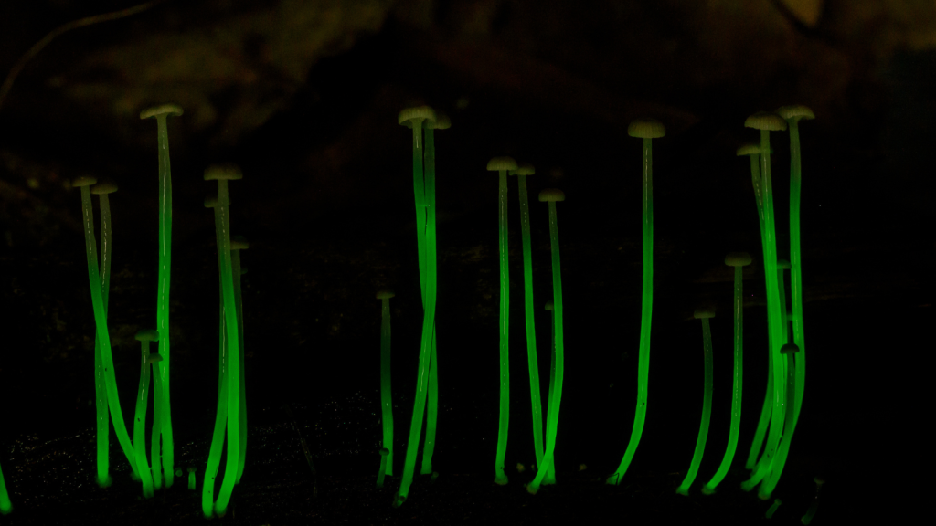 eternal light mushroom, bioluminescent creatures