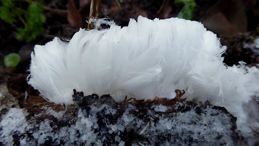 Frost flowers