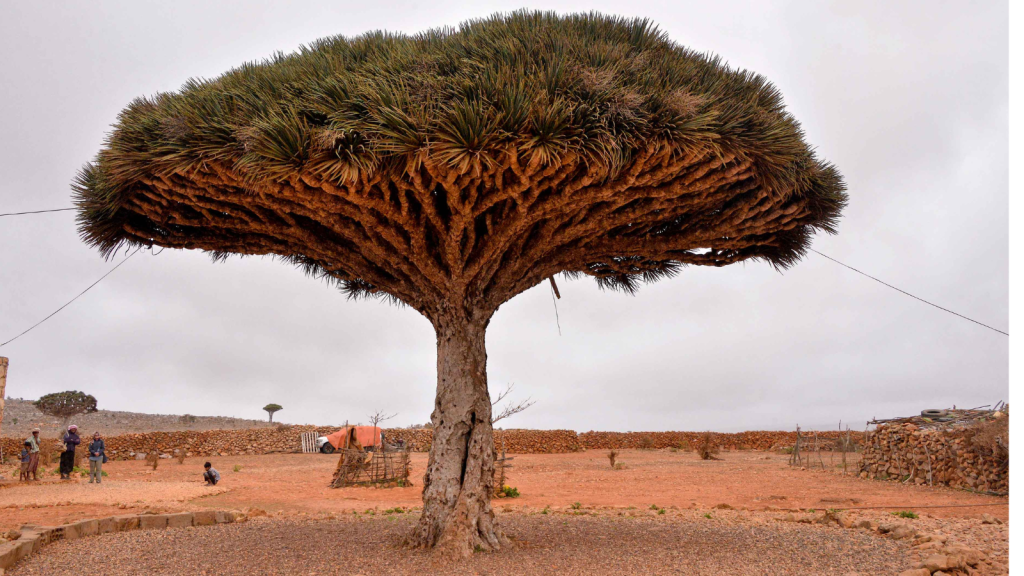 Dragon's Blood Tree