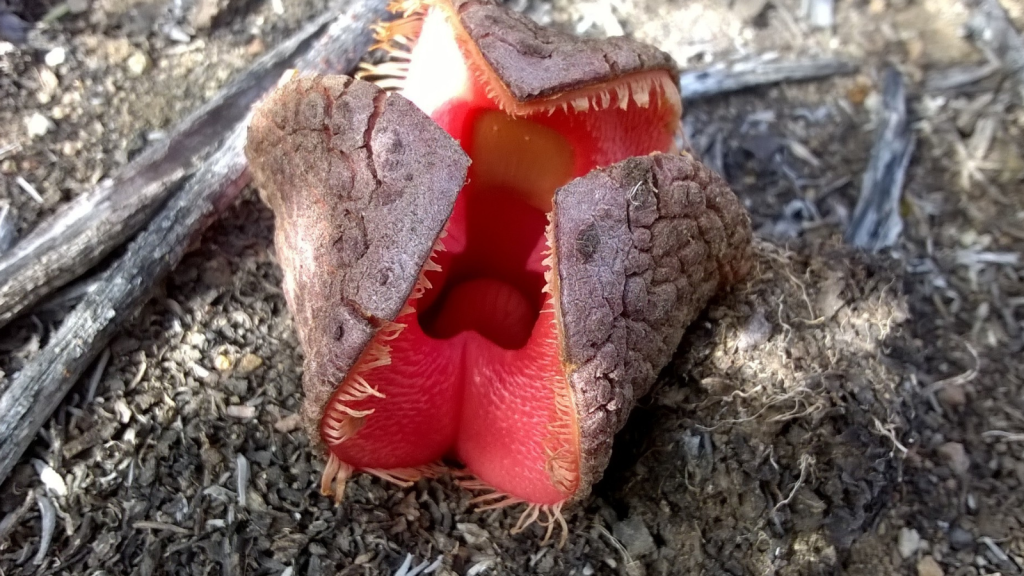 Hydnora Africana