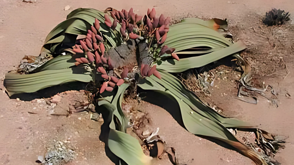 Welwitschia