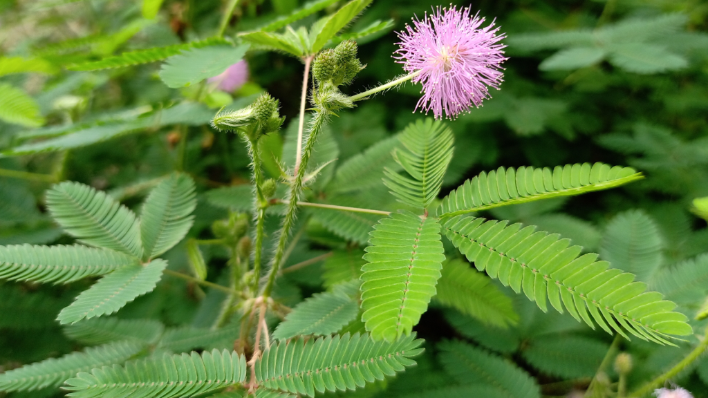 Sensitive Plant