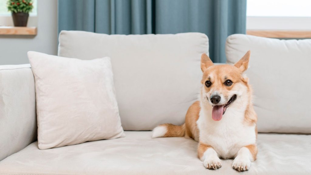 a happy dog sitting on a sofa