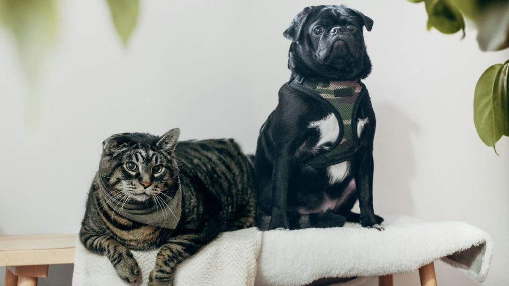 cat and dog sitting together on a chair with plush cover